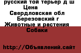 русский той терьер д/ш › Цена ­ 5 000 - Свердловская обл., Березовский г. Животные и растения » Собаки   